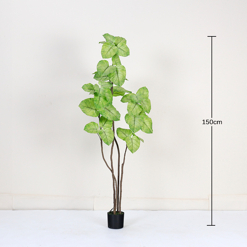 Ficus à feuilles de coeur, blanc et vert, 150cm