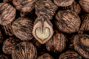 Nhà máy cung cấp đen hạt óc chó bột đen óc chó hull bột/đen óc chó chiết xuất bột óc chó/Juglans regia bột - Product Image 3