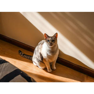 Parquet en bois massif de Chevron, parquet en chêne blanc européen, grade AB Multiplier - Product Image 3