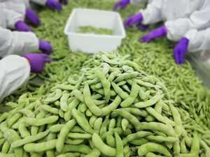 Ventes chaudes de légumes surgelés IQF, grains d'edamame, origine Chine - Product Image 3