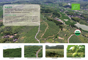 ISO&GMP認定のノコギリヤシパウダー、ノコギリヤシエキス、ノコギリヤシエキス末 25%脂肪酸（脂肪族酸） - Product Image 3