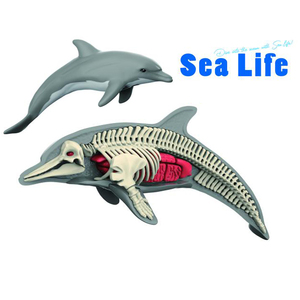 Bán Hot 3D Câu Đố biển Đồ chơi Set DIY khoa học Đồ chơi <span class=keywords><strong>Kit</strong></span> với nhựa Giải Phẫu Cơ quan bộ xương trò chơi cho trẻ em - Product Image 5