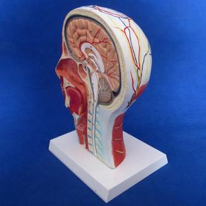 Modelo <span class=keywords><strong>de</strong></span> <span class=keywords><strong>Cabeza</strong></span> con Vasos Sanguíneos <span class=keywords><strong>y</strong></span> Nervios, Simulador <span class=keywords><strong>de</strong></span> <span class=keywords><strong>Cabeza</strong></span> Humana para Enseñanza Anatómica, <span class=keywords><strong>Cuello</strong></span>, Cara, Medio Rostro - Product Image 3