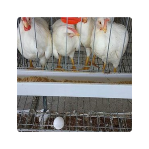 Jaula para Gallinas Ponedoras, Jaula para Aves <span class=keywords><strong>de</strong></span> Corral, para <span class=keywords><strong>Guinea</strong></span> - Product Image 3