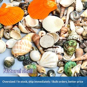 天然貝殻、ホラガイ、ヒトデ、水槽景観、手作りDIY素材、大型ホタテ貝、風鈴、装飾工芸品 - Product Image 4
