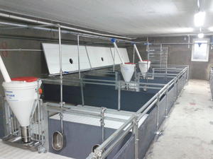 Hot bán tự động vườn ươm lợn lồng chăn nuôi thiết bị lợn <span class=keywords><strong>farrowing</strong></span> <span class=keywords><strong>Crate</strong></span> cho piggery nông nghiệp thiết bị - Product Image 4