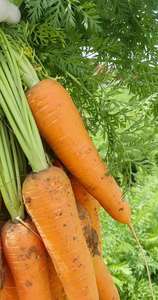 Carote Fresche Biologiche all'Ingrosso (Varietà 316 Rossa 20cm) da Fornitore Cinese, Prezzo Competitivo per Uso Alimentare - Product Image 5