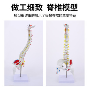 Squelette de simulation pédagogique : modèle de colonne vertébrale de 45 cm x 85 cm avec modèle d'os de jambe, spécimen de squelette humain à l'échelle 1:1 - Product Image 3