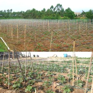 Lưới leo cây dưa chuột, hoa nhựa trắng HUIKE <span class=keywords><strong>PE</strong></span> <span class=keywords><strong>6</strong></span>*<span class=keywords><strong>6</strong></span> inch, chống tia UV, hỗ trợ cây trồng - Product Image 6