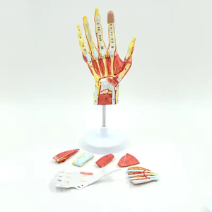 Modelo de Anatomía de músculo humano de mano extraíble de ciencia médica, modelo de <span class=keywords><strong>esqueleto</strong></span>, modelo de nervio de vaso sanguíneo principal, 7 piezas de mano - Product Image 3