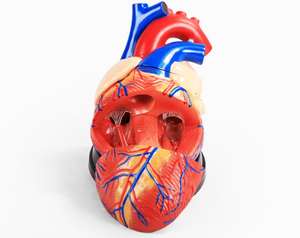 Modèle anatomique de coeur enseignement médical modèle détachable modèle de coeur de simulation pour pratiquer le département de <span class=keywords><strong>cardiologie</strong></span> - Product Image 6