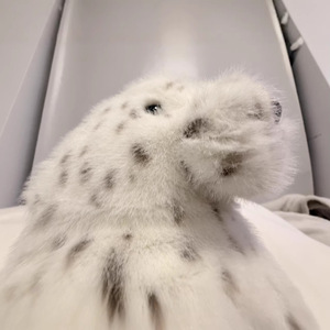 Peluche de Foca Blanca, Juguete de Peluche Suave Relleno de Algodón PP, Regalo Antiestrés para Niños - Product Image 5