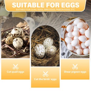 กรรไกรสแตนเลสสำหรับเปิดไข่นกกระทาและไข่นก  1 ชิ้น - Product Image 6