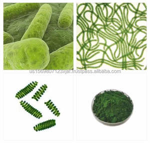 Suplemento nutricional OEM Spirulina Softgel 500mg Natural Chlorella Vitamina Selenio Natural Spirulina Softgels - Product Image 4