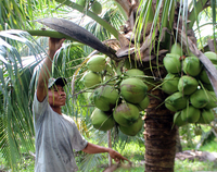 Anneau en noix de Coco polie naturelle, facile à ouvrir, porte-fruits, excellent, naturelle