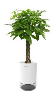 Onemi ชุดภาชนะสำหรับปลูกต้นไม้สีเขียวขนาดเล็กสุดหรูกระถางต้นไม้อิเล็กทรอนิกส์ในร่มพร้อมเมล็ด<span class=keywords><strong>พืช</strong></span>อินทรีย์สำหรับห้อง<span class=keywords><strong>ครัว</strong></span>หรือสำนักงาน - Product Image 3