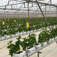Système de culture hydroponique en gouttière avec irrigation goutte à goutte pour la culture de fraises, tomates et concombres en serre