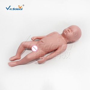 Un modèle médical réaliste pour l'entraînement infirmier peut être utilisé comme modèle de bébé avec un os pelvien. - Product Image 1