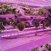 Conteneur d'expédition support de culture de champignons légumes système hydroponique nft