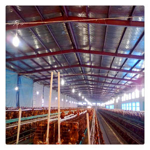 Gallinero Automático para Granja Avícola, Gallinero de Cría Libre, Nido para Gallinas Ponedoras, Comedero Automático para Pollos con Luz - Product Image 6