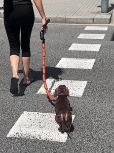 Correa para Perro Tipo Salchicha, Cadena de Tracción para Mascotas, Cuerda Gruesa Tipo Salchicha para Perros Pequeños y Medianos, Accesorios para Correas de Mascotas, Duradera y Fácil de Limpiar - Product Image 4