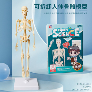 Modelo de esqueleto humano de 35 cm, juguete educativo de anatomía para niños, kit de ensamblaje para aprendizaje científico, juguete STEM unisex - Product Image 4