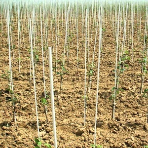 High Strength Fiberglass Tree stake for Support - Product Image 6