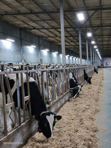 Système d'alimentation pour bétail, enclos pour vaches, barrières autobloquantes pour bovins, panneaux de clôture avant - Product Image 5