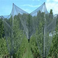 Filet Anti-grêle agricole HDPE/filets de protection contre la grêle pour fruits filets anti-insectes pour le marché du népal