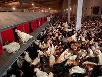 2023 penjualan laris kotak bersarang ayam sepenuhnya otomatis untuk bertelur lapisan peternakan ayam untuk peternakan peternak