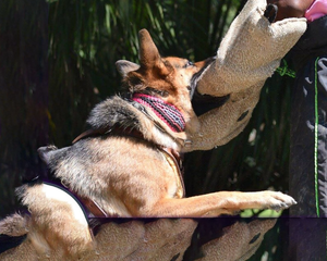 Collar de entrenamiento de <span class=keywords><strong>dogtra</strong></span> de nuevo estilo ajustable, animales de compañía tácticos, Collar perro de caza de hecho a mano, correas para perros grandes - Product Image 5