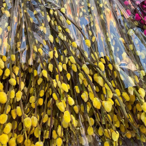 Hochwertige B-2596 konservierte Blumen Pflanzen <span class=keywords><strong>Pussy</strong></span> <span class=keywords><strong>Willow</strong></span> Red Salix Silver <span class=keywords><strong>Willow</strong></span> für Weihnachts dekoration - Product Image 3