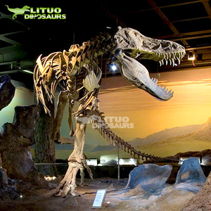 Musée des sciences naturelles Modèle <span class=keywords><strong>de</strong></span> <span class=keywords><strong>squelette</strong></span> <span class=keywords><strong>de</strong></span> <span class=keywords><strong>dinosaure</strong></span> réel grandeur nature - Product Image 3