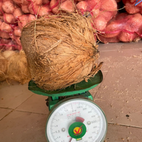 Verse Premium Kokosnoten In Het Goedkoopste Tarief Van Via Vietnam!