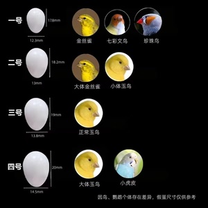 2024 mới nóng bán thuận tiện số lượng lớn tổng hợp nhựa chim Trứng chim bồ câu Trứng chim Hoàng Yến - Product Image 6