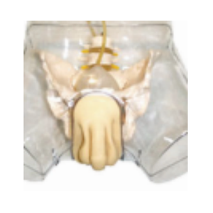 BIX-H3D-1 modèle <span class=keywords><strong>de</strong></span> cathétérisation masculin Transparent avancé modèle sexuel masculin + vessie - Product Image 1