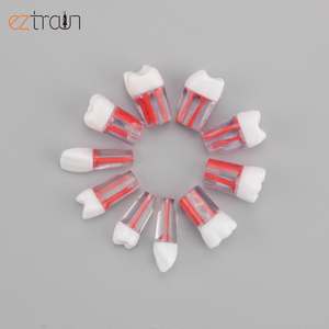 แบบจำลอง<span class=keywords><strong>ฟัน</strong></span>รากกด - Product Image 4