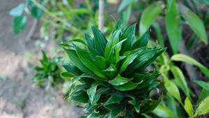 Dracaena Compacta, Planta de Interior de Bajo Mantenimiento, Follaje Verde Intenso, 100 Semillas Botánicas de Indonesia, Auténticas y Frescas - Product Image 1