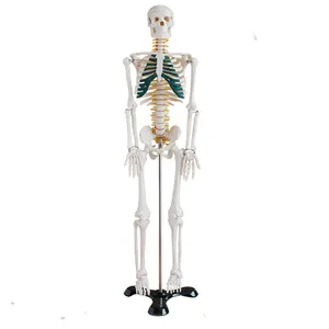 Modelo de anatomía médica de 85CM, modelo de esqueleto humano simulado de PVC con nervio