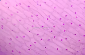 Solution de Carbol-fuchsine de haute qualité de Solarbio, modifiée pour la matière première de recherche scientifique de réactif de laboratoire - Product Image 2