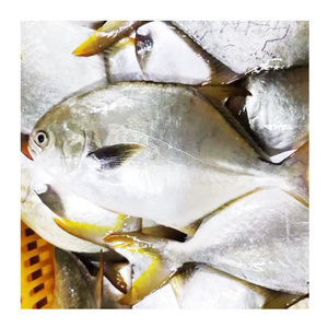 Premium qualità cina Farm allevato congelato intero rotondo <span class=keywords><strong>Pompano</strong></span> dorato con fornitura stabile - Product Image 3