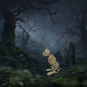 Veterinary Model Biology Anatomical Teaching Medical Science <b>Animal</b> Owl Skeleton Model - Product Image 5