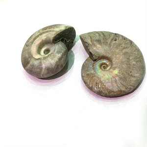 Bán Buôn Cầu Vồng Sáng Bóng Ốc Xà Cừ Ốc Xà Cừ Hóa Thạch Để Trang Trí Nhà - Product Image 4