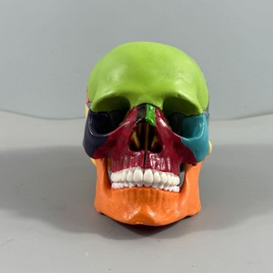 Modèle <span class=keywords><strong>de</strong></span> crâne et squelette en PVC coloré, 15 pièces détachables, 1/2 taille réelle - Product Image 2