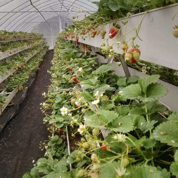 Sistema idroponico per il sistema di coltivazione vegetale idroponico della fragola del canale di torba della coco della serra