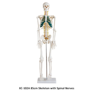 XC-101A Skelett mit Muskeln und Bändern, 180 cm groß - Product Image 3