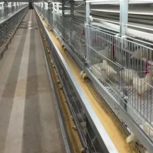 L'alta qualità Q235 acciaio zincato rete metallica per il pollo uccelli pollame batteria gabbia di Broiler direttamente dalla cina - Product Image 1