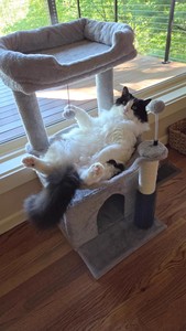 منصة تسلق خشبية متكاملة للقطط مع بيت للقطط وعمود خدش من السيزال ومنصة قفز - Product Image 2