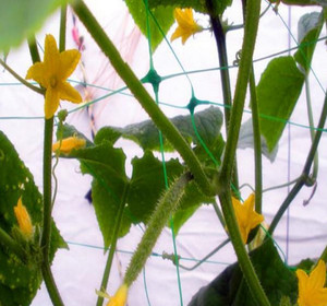 ตาข่ายพลาสติกสำหรับปลูกต้นถั่ว - Product Image 6