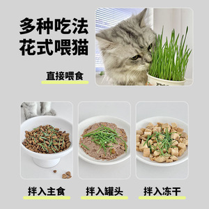 เมล็ดหญ้าแมว ปลูกง่าย สำหรับแมว ช่วยลดก้อนขน แหล่งผลิตเจ้อเจียง 20 กรัม - Product Image 4